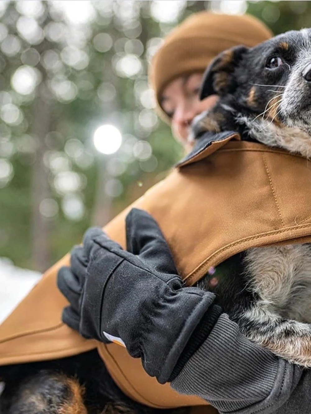 Carhartt Firm Duck Insulated Dog Chore Coat Brown & Black